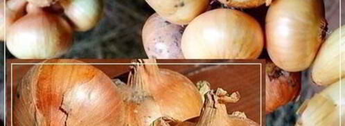 щи из квашеной капусты с уткой. Шаг 8