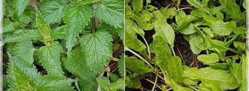 щи с крапивой, щавелем и говяжьими ребрышками. Шаг 3