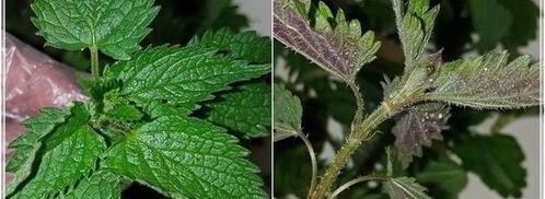 щи с крапивой, щавелем и говяжьими ребрышками. Шаг 4