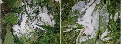 щи с крапивой, щавелем и говяжьими ребрышками. Шаг 10