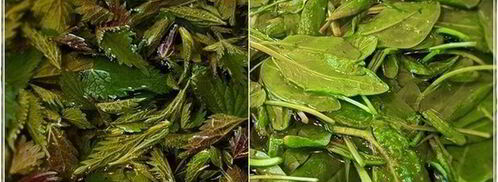 щи с крапивой, щавелем и говяжьими ребрышками. Шаг 11