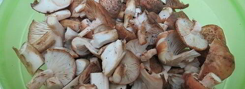 постная солянка с грибами и капустой. Шаг 4