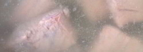 молочная уха. Шаг 4