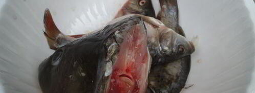 уха из карпа по-царски. Шаг 6