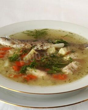 Уха из терпуга