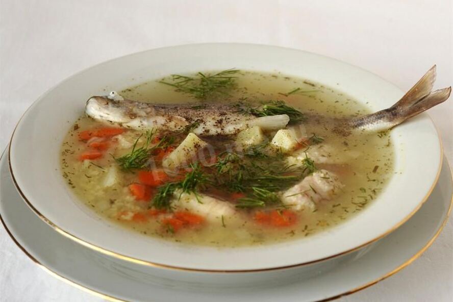 Рецепт ухи из терпуга