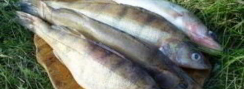 уха в казане. Шаг 3