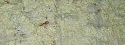 лаваш с консервой. Шаг 6