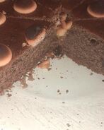 Манник Нечаянный