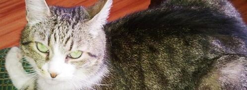 оладушки с зеленым луком. Шаг 7