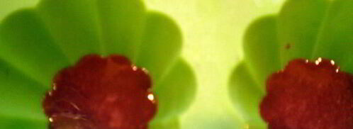 муссовое пирожное с персиком и смородиной. Шаг 3