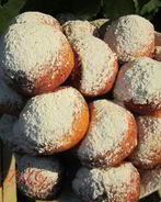 Творожные пончики с вишней