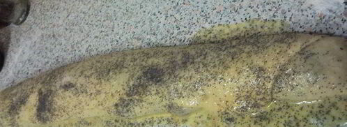 рулетик с маком. Шаг 4