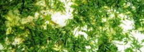 профитроли с красной рыбой. Шаг 6