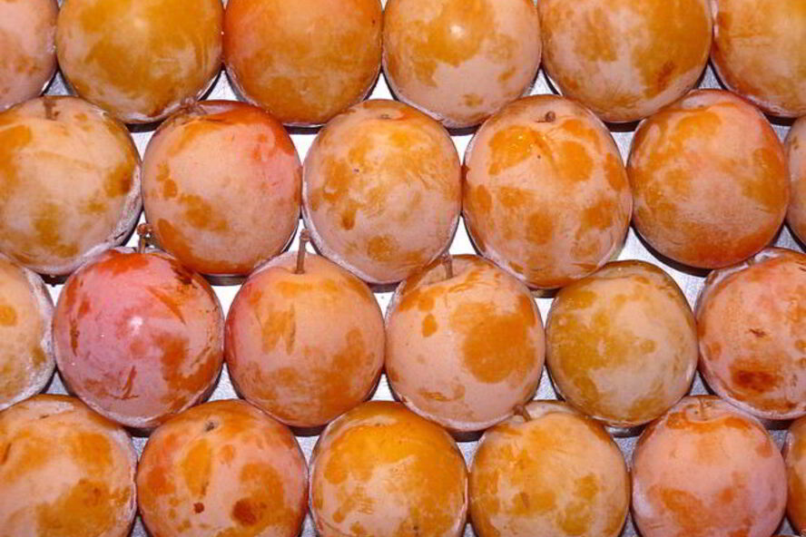 Рецепт компота из алычи на зиму