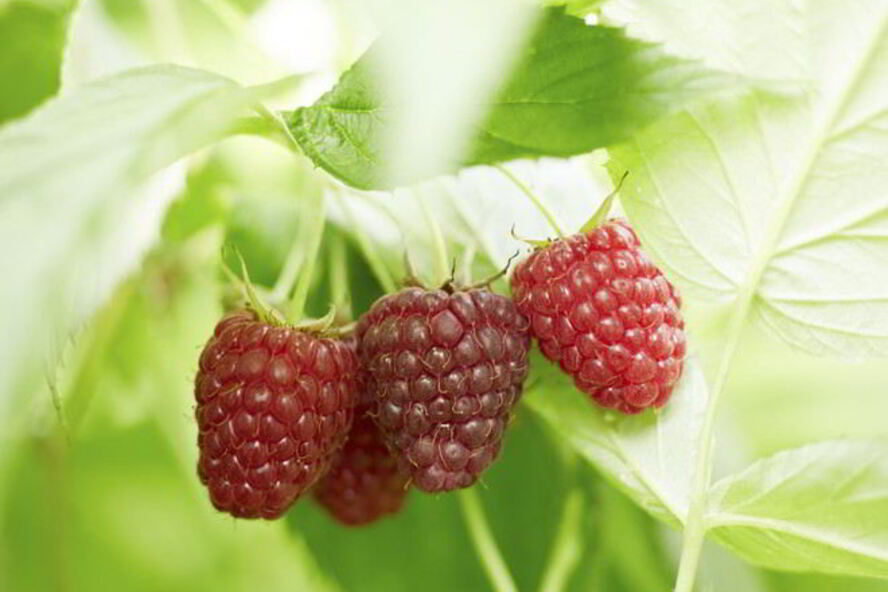 Рецепт компота из малины