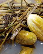 Квашеные огурцы