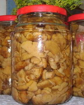 Маринованные грузди жареные