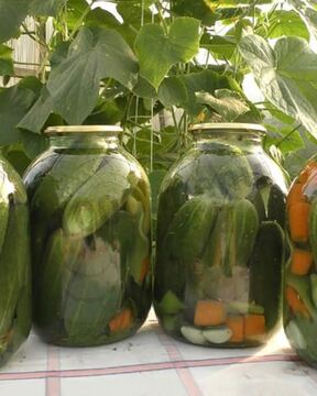 Маринованные огурцы на зиму хрустящие без стерилизации