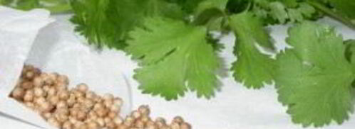 маринованные огурцы с кориандром. Шаг 3