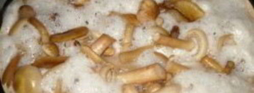 маринованные опята с чесноком. Шаг 4