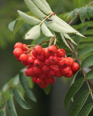 Готовим повидло из рябины