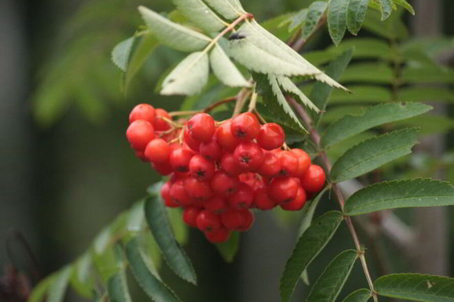 Рецепт готовима повидло из рябины