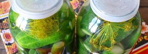 малосольные огурцы с чесноком и укропом. Шаг 15