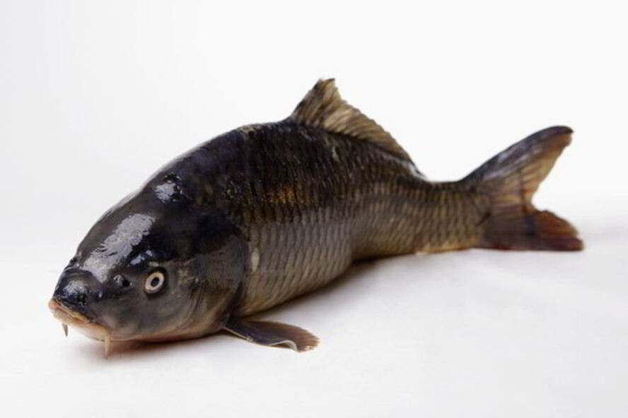 Рецепт соленого карпа