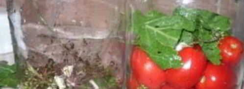 соленые помидоры без закатки. Шаг 3