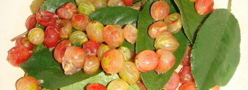 крыжовенное варенье царское. Шаг 4