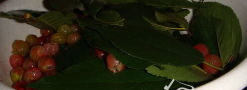 крыжовенное варенье царское. Шаг 7