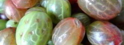 варенье по-царски из крыжовника. Шаг 3