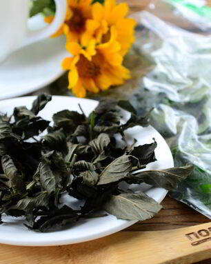 Заготовка мяты на зиму