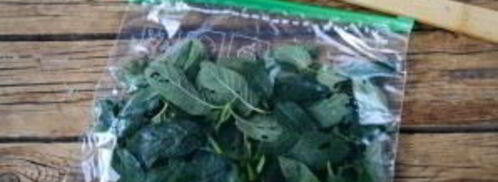 заготовка мяты на зиму. Шаг 6