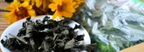 заготовка мяты на зиму. Шаг 7