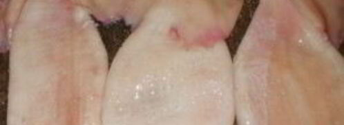 фаршированный кальмар с рисом и яйцом. Шаг 5