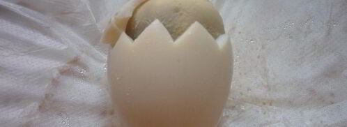 фаршированные яйца цыплята. Шаг 4