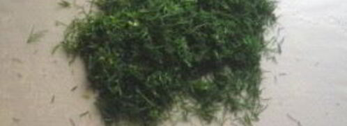 шаурма в лаваше с курицей. Шаг 5