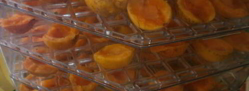 сушка абрикосов в электросушилке. Шаг 4