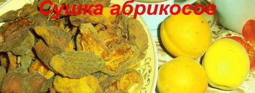 сушка абрикосов в электросушилке. Шаг 9