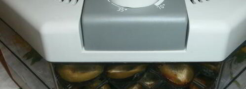 сушка слив в электросушилке. Шаг 7