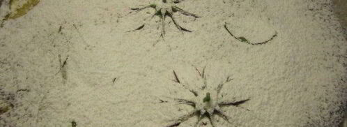 тарт с карамелизированными фруктами и творожным пудингом. Шаг 7