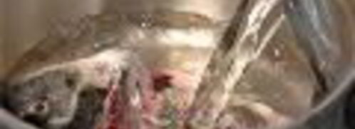 заливное из сибаса c красной икрой. Шаг 3